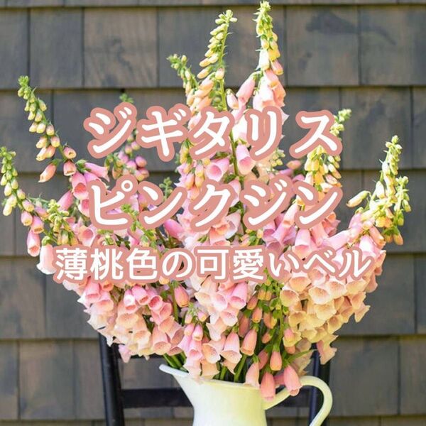 【お花の種】ジギタリス☆ピンクジン 種子 約30粒!切花