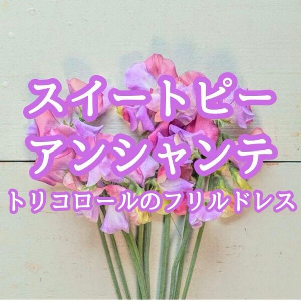 【お花の種】スイートピー☆アンシャンテ 花の種 約10粒!切り花 コロン