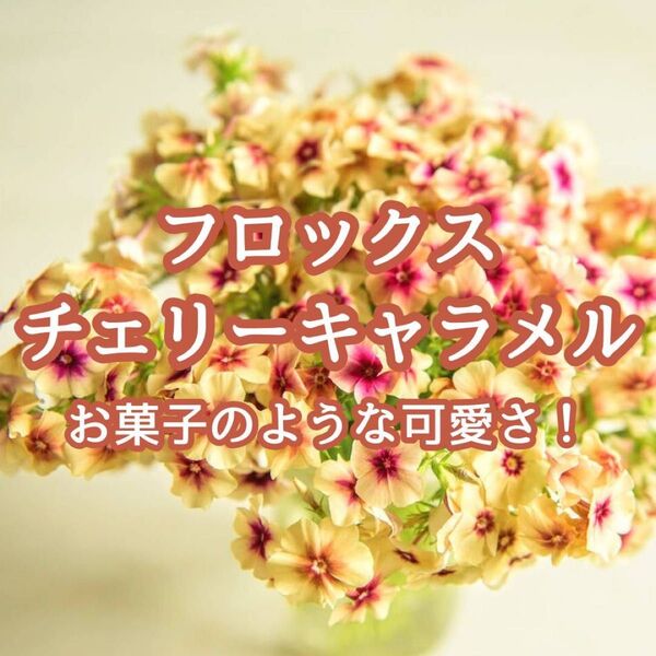 【お花の種】フロックス☆チェリーキャラメル 種子 約30粒!切花 ブーケ