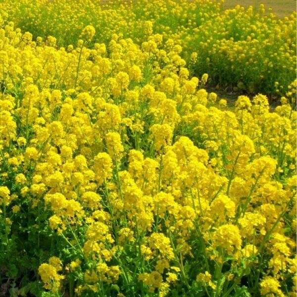 【お花の種】菜種☆菜の花 種子 20g!(6000粒超)