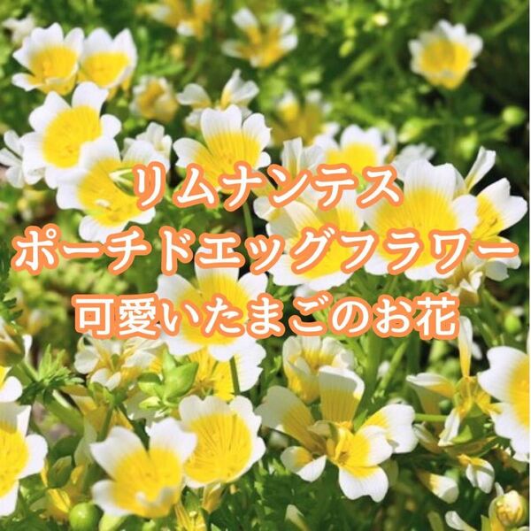【お花の種】リムナンテス☆ポーチドエッグフラワー 種子 約30粒!