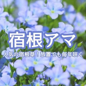 【お花の種】宿根アマ☆フラックス ハーブの種子 約50粒!グランドカバー