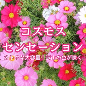 【お花の種】コスモス☆センセーション 混色種子 500粒以上!切花