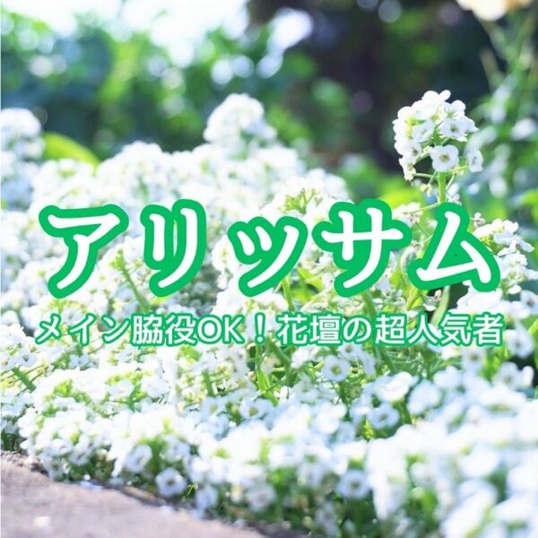 【お花の種】アリッサム☆ニワナズナ 種子 200粒以上!グランドカバー