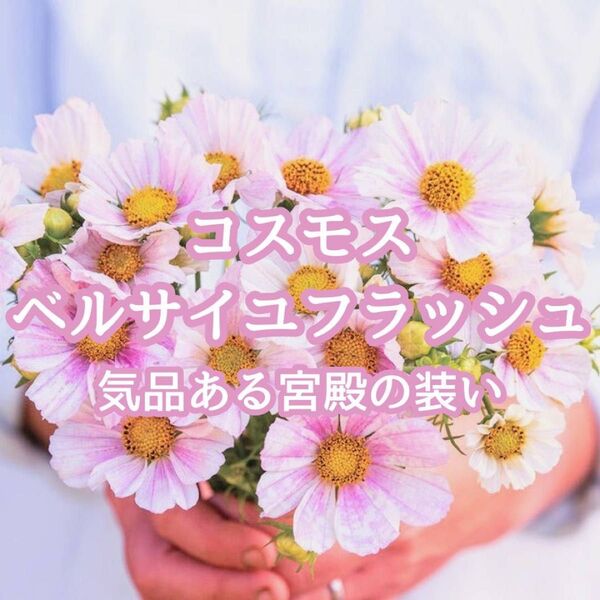 【お花の種】コスモス☆秋桜 ベルサイユフラッシュ 種子 約20粒!切花