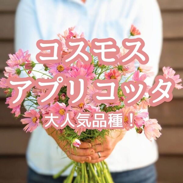 【お花の種】コスモス☆秋桜 アプリコッタ 種子 約20粒!