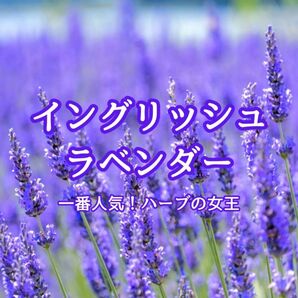 【ハーブの種】イングリッシュラベンダー 花の種子約100粒!宿根草ドライフラワー