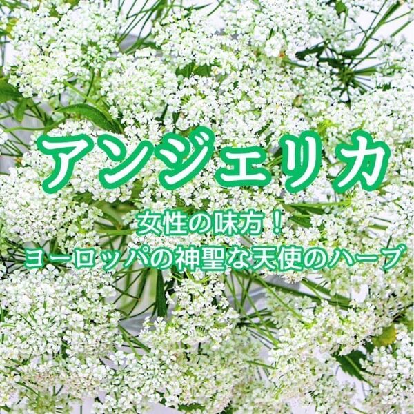 【ハーブの種】アンジェリカ☆セイヨウトウキ 花の種子 約20粒!宿根草 切花