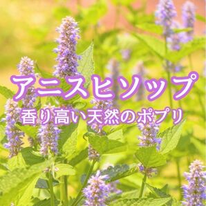 【ハーブの種】アニスヒソップ 花の種子 約100粒!宿根草 ポプリドライフラワー