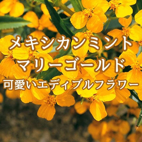【ハーブの種】メキシカンミントマリーゴールド 花の種子 約30粒!