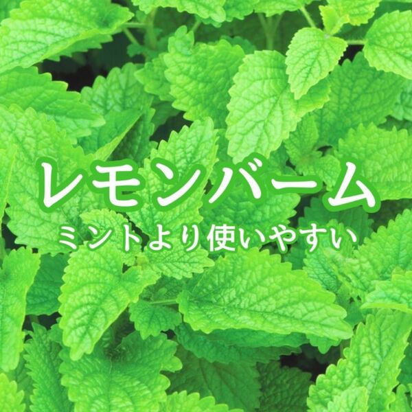 【ハーブの種】レモンバーム 花の種子 200粒以上!宿根草 防虫 グランドカバー