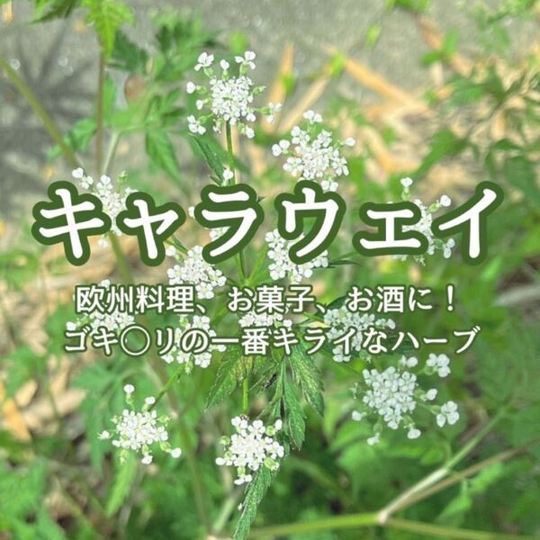 【ハーブの種】キャラウェイ 種子 50粒以上!宿根草 防虫 アロマ ポプリ