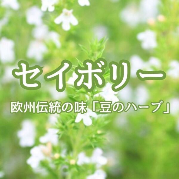 【ハーブの種】セイボリー☆サボリー 種子 100粒以上!キッチンハーブ