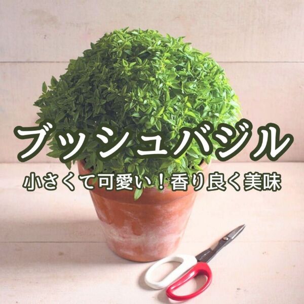 【ハーブの種】ブッシュバジル☆アフロバジル 花の種子 200粒以上!