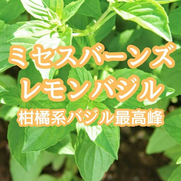 【ハーブの種】ミセスバーンズレモンバジル 花の種子 200粒以上!