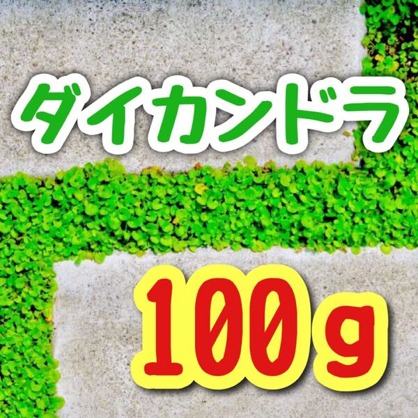 【最強グランドカバーの種】ダイカンドラ 花の種子 100g!緑肥 芝生代用