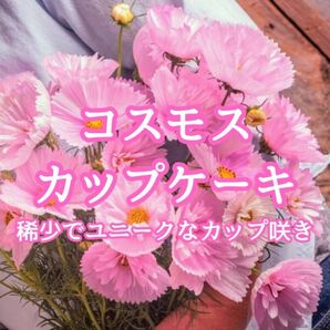 【お花の種】コスモス☆秋桜 カップケーキ 種子 約20粒!切花
