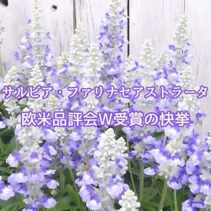 【お花の種】サルビア☆ファリナセアストラータ 種子 約30粒!宿根草 切花