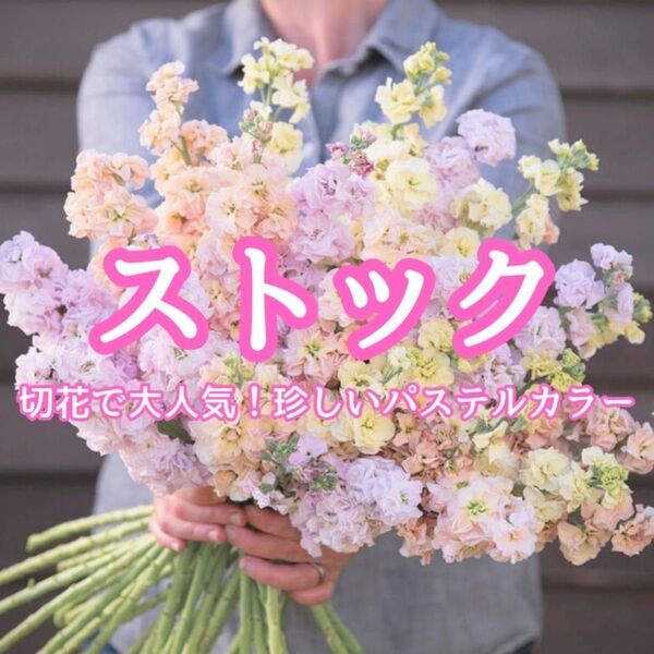 【お花の種】ストック☆パステルカラーミックス 種子 約10粒!切花 ブーケ