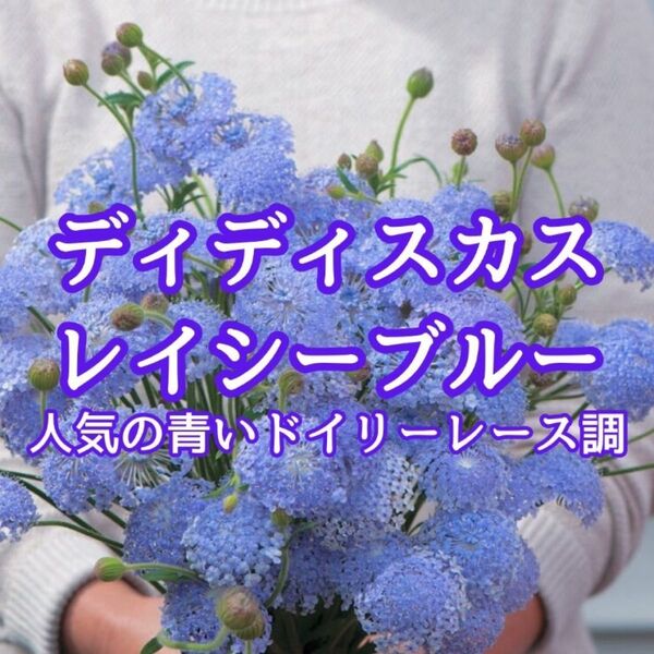 【お花の種】ディディスカス☆レイシーブルー 種子 約30粒!切花 ブーケ
