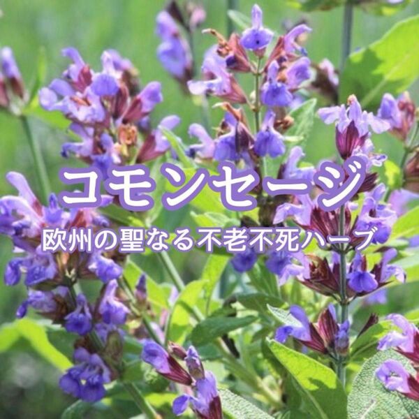 【ハーブの種】コモンセージ☆ヤクヨウサルビア ハーブの種 約30粒!