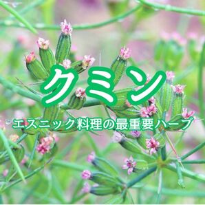 【ハーブの種】クミン☆ウマゼリ 種子 50粒以上!スパイス