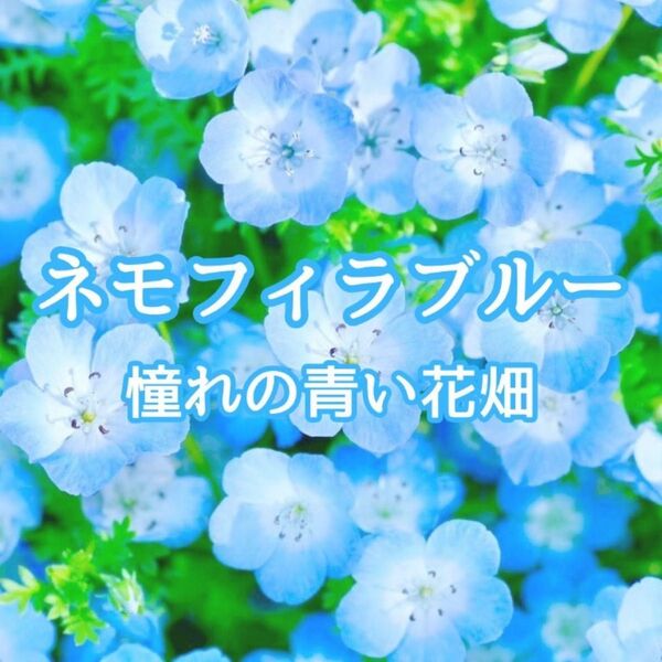 【お花の種】ネモフィラ☆インシクニスフルー 300粒以上!グランドカバー
