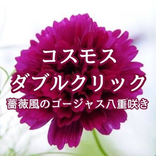 【お花の種】コスモス☆秋桜 ダブルクリック 混色種子 約50粒!切花