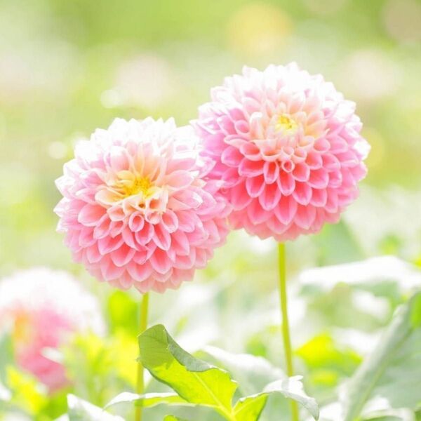 【お花の種】ダリア☆ポンポン八重咲き 混色種子 20粒以上!宿根草 球根 切花