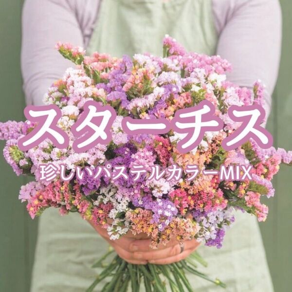 【お花の種】スターチス☆リモニューム 混色種子 約20粒!切花 ドライフラワー