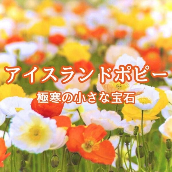 【お花の種】アイスランドポピー☆シベリアヒナゲシ 混色種子 300粒以上!