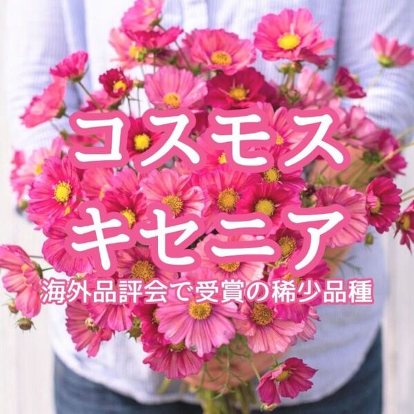 【お花の種】コスモス☆秋桜 キセニア 種子 約20粒!切花