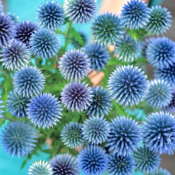 【お花の種】エキノプス☆ルリタマアザミ 種子約10粒!宿根 切花 ドライフラワー