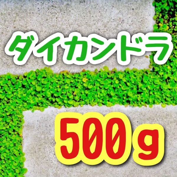 【最強グランドカバーの種】ダイカンドラ 花の種子 500g!緑肥 芝生代用