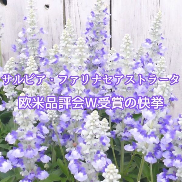 【お花の種】サルビア☆ファリナセアストラータ 種子 約30粒!宿根草 切花