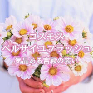 【お花の種】コスモス☆秋桜 ベルサイユフラッシュ 種子 約20粒!切花