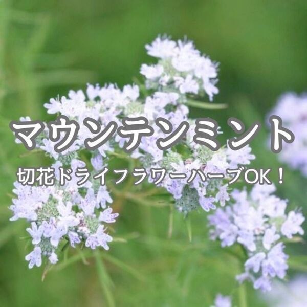 【ハーブの種】マウンテンミント 種子 200粒以上!宿根草 切花 ドライフラワー