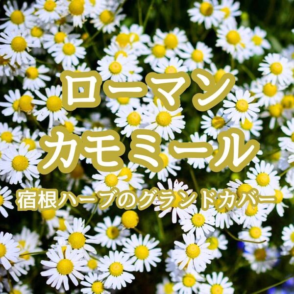 【ハーブの種】ローマンカモミール 花の種子300粒以上!宿根 グランドカバー