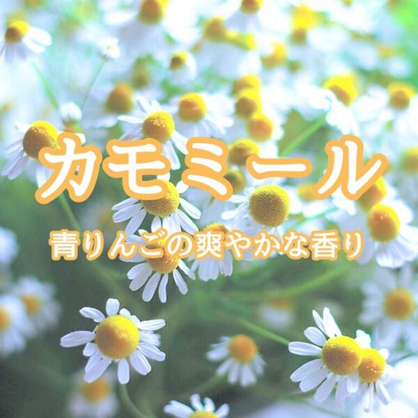 【ハーブの種】ジャーマンカモミール☆カミツレ 花の種子300粒以上!
