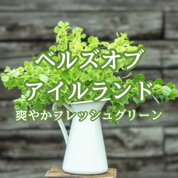 【お花の種】ベルズオブアイルランド☆モルセラ 種 約30粒!切花ドライフラワー