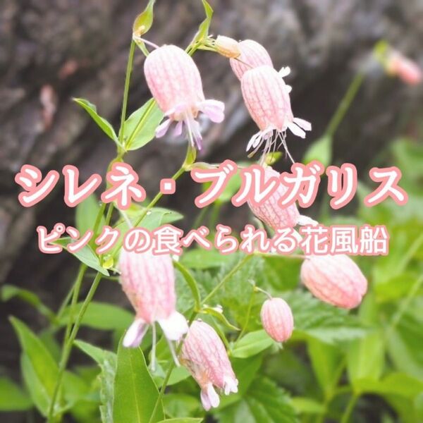 【お花の種】シレネ・ブルガリス☆シラタマソウ ハーブの種子 約50粒!宿根草