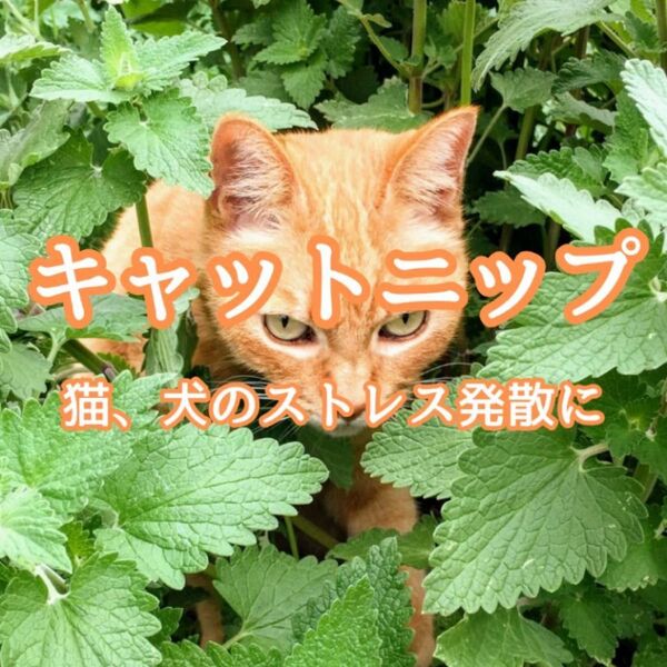 【ハーブの種】キャットニップ 花の種子 200粒以上!宿根草 グランドカバー