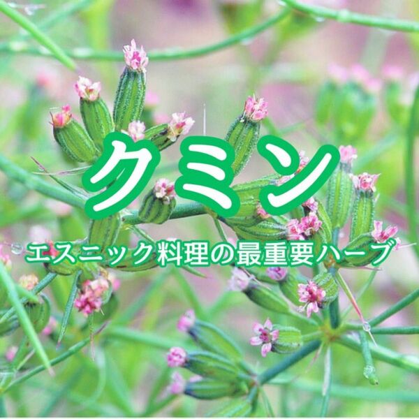 【ハーブの種】クミン☆ウマゼリ 種子 50粒以上!スパイス