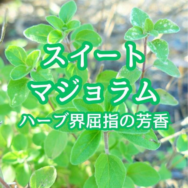 【ハーブの種】スイートマジョラム 種子 100粒以上!キッチンハーブ ポプリ