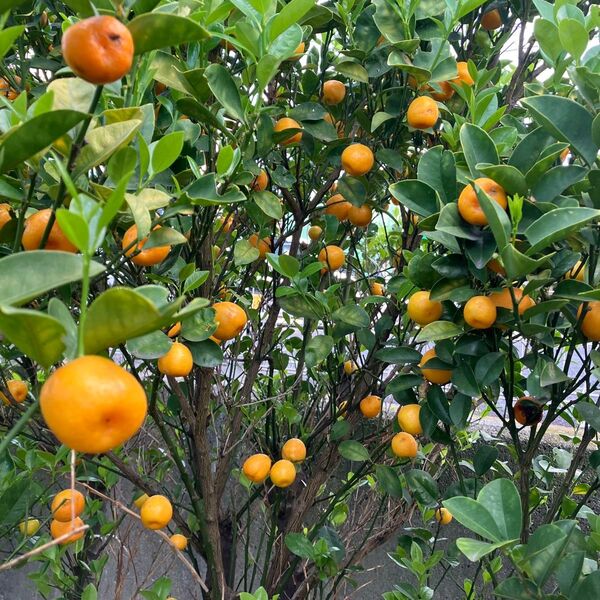 キンカン1700g農薬不使用、除草剤不使用