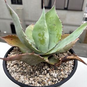アガベ オバティフォリア 実生 ドライガーデン ロックガーデン 地植え 多肉植物