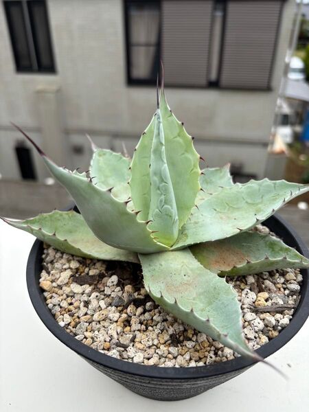 アガベ オバティフォリア 実生 耐寒性 ドライガーデン ロックガーデン ブルー 多肉植物 サボテン 地植え