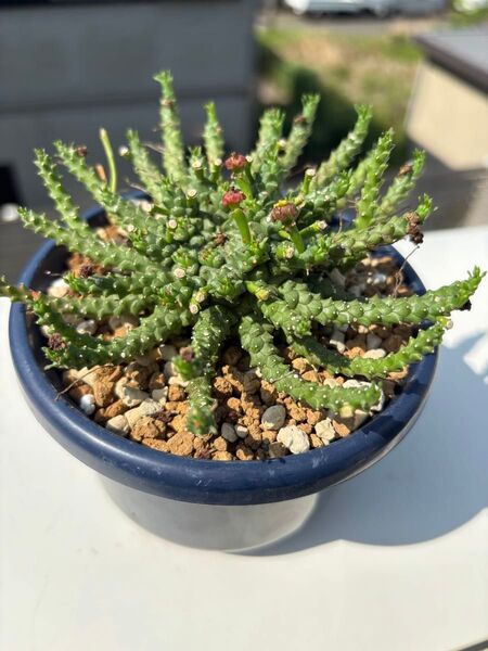 ユーフォルビア ゴルゴニス タコモノ 多肉植物 塊根 塊根植物