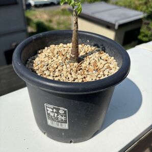 アデニア グラウカ 塊根 塊根植物 観葉植物 多肉植物 サボテン コーデックス