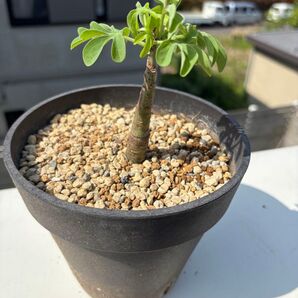 アデニア グラウカ 塊根植物 多肉植物 サボテン 観葉植物 コーデックス